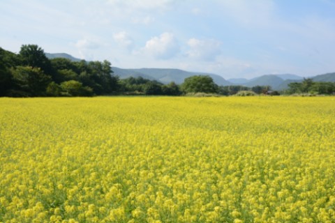 遠軽町白滝の菜の花畑